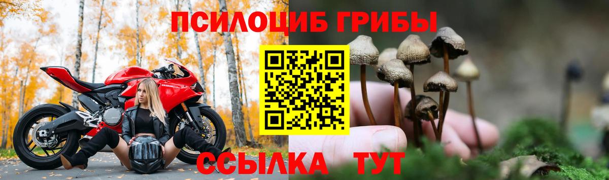 Галлюциногенные грибы прущие грибы  Вход с VPN  Тамбов 